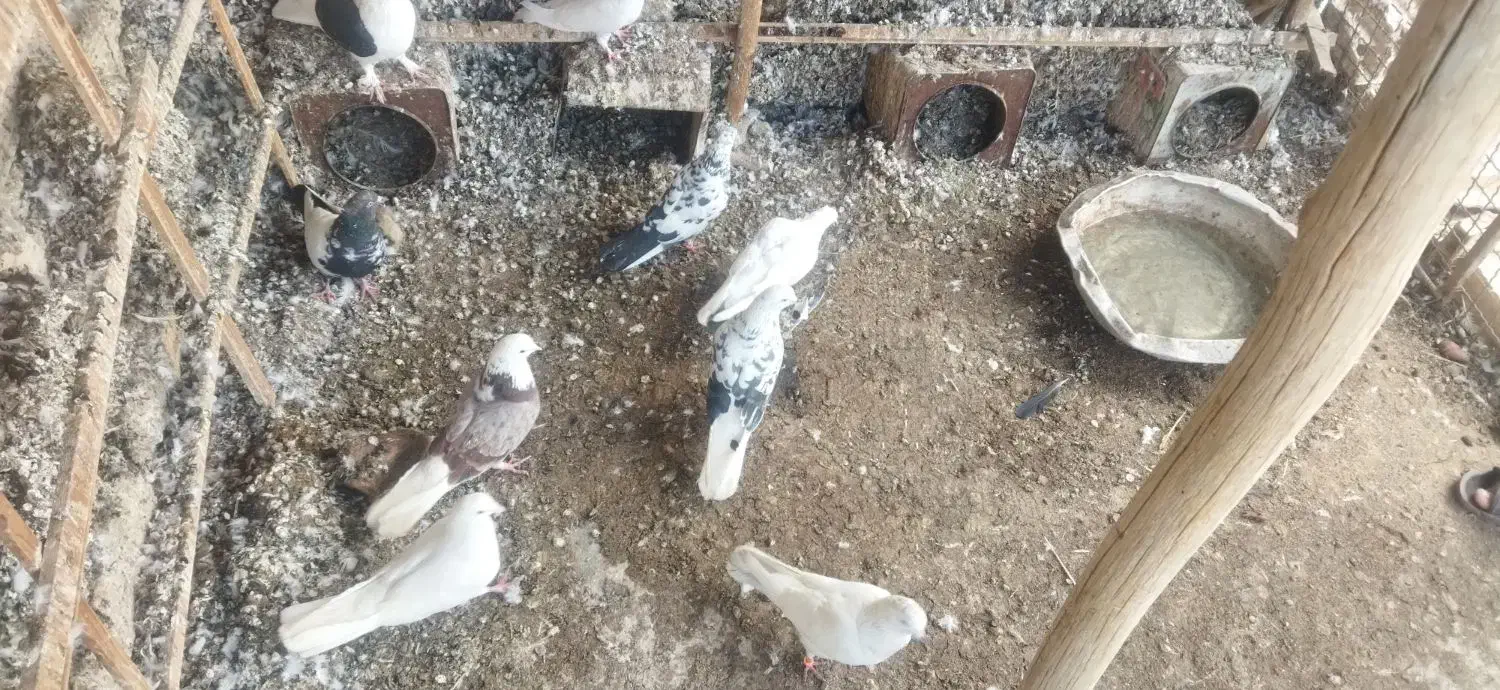 کفتر|پرنده|زارچ, |دیوار