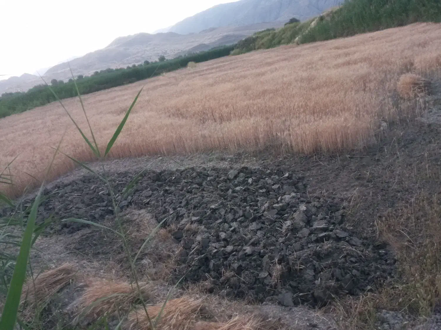 زمین کشاورزی|فروش دفتر صنعتی، کشاورزی، تجاری|سورنا, |دیوار