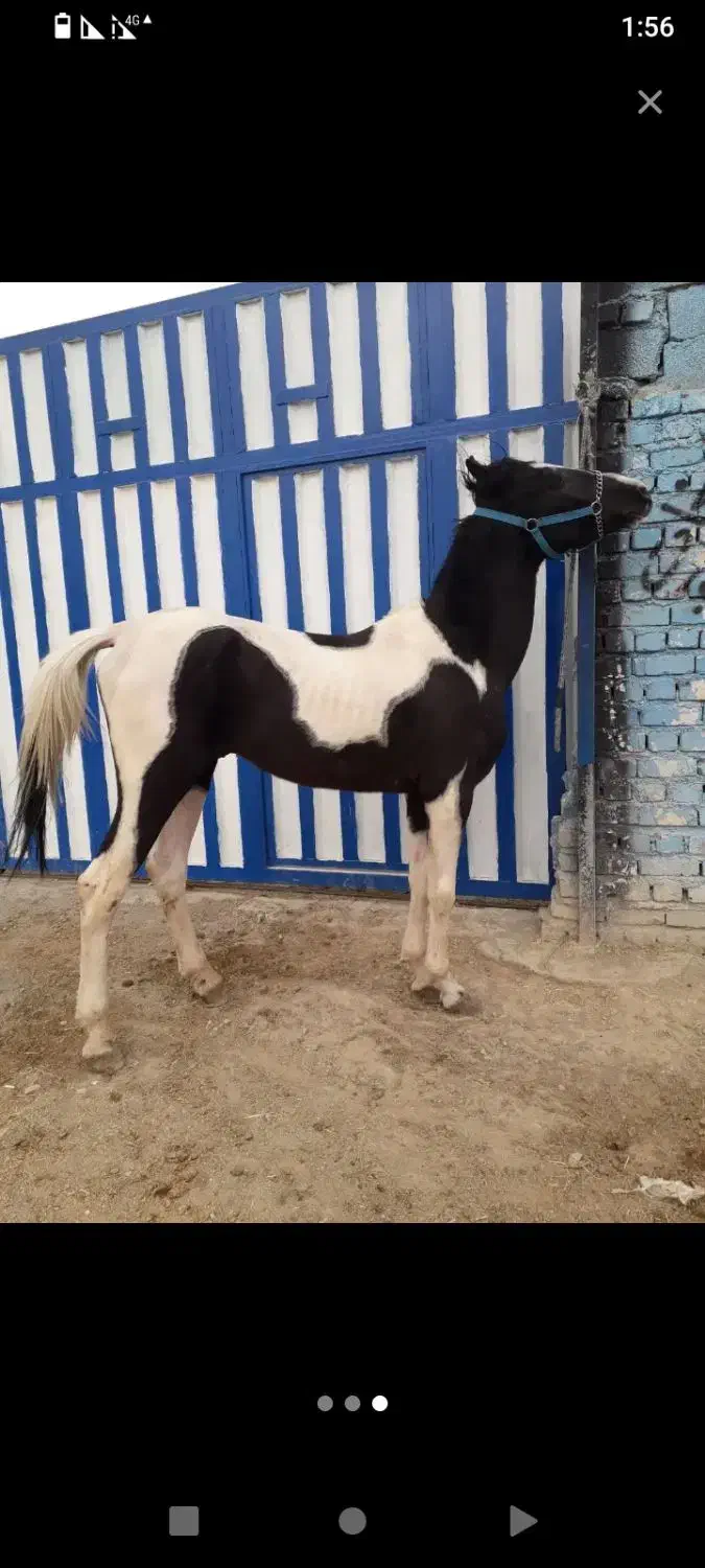 اسب|اسب و تجهیزات اسب‌سواری|سیاهکل, |دیوار