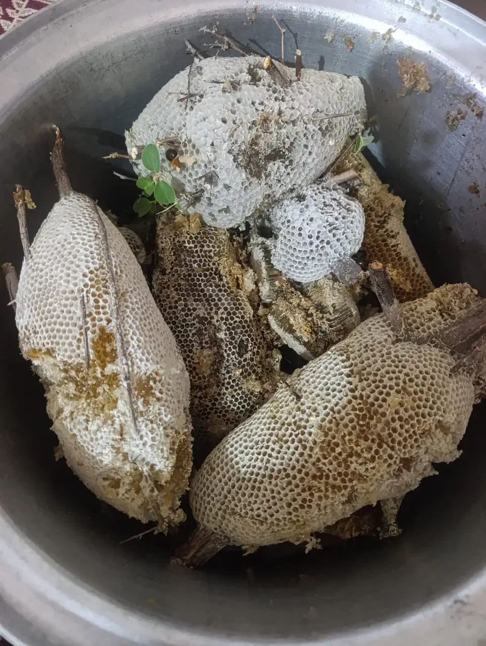 عسل کوهی|خوردنی و آشامیدنی|علامرودشت, |دیوار