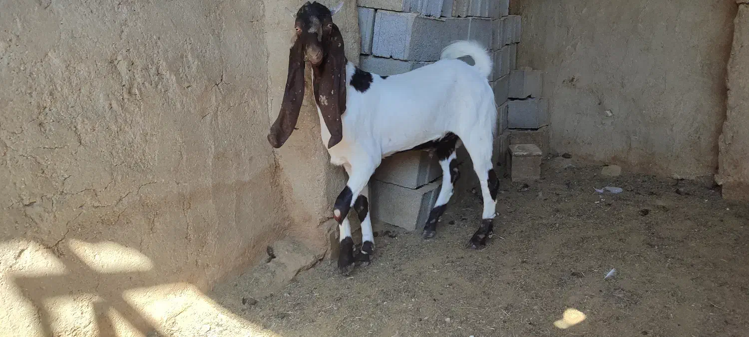 کهره نر پاکستانی|حیوانات مزرعه|طسوج, |دیوار