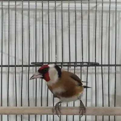 سره دو ساله|پرنده|شهریار, شهریار|دیوار