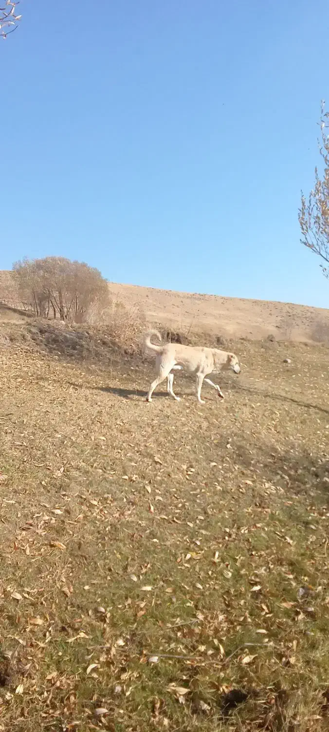 سگگله|سگ|بستان آباد, |دیوار