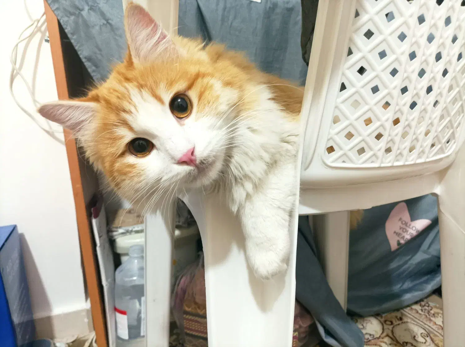 گربه پرشین|گربه|گرگان, |دیوار