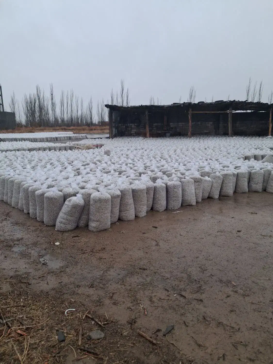 تفاله چغندر|عمده‌فروشی|چهاربرج, |دیوار