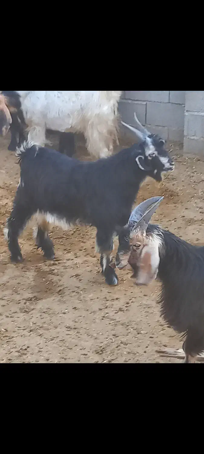 کهره نر|حیوانات مزرعه|زرقان, |دیوار