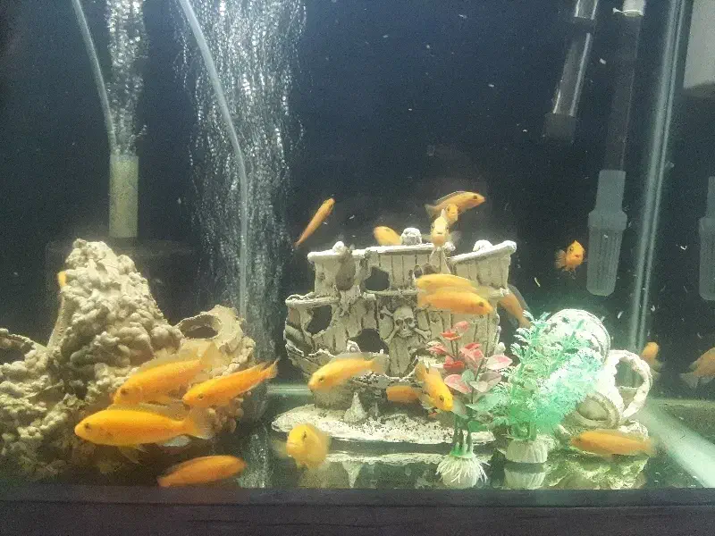 آکواریوم خم پمپ هوا ۲۰ عدد ماهی ماکرو زرد|ماهی|گلستان (تهران), |دیوار