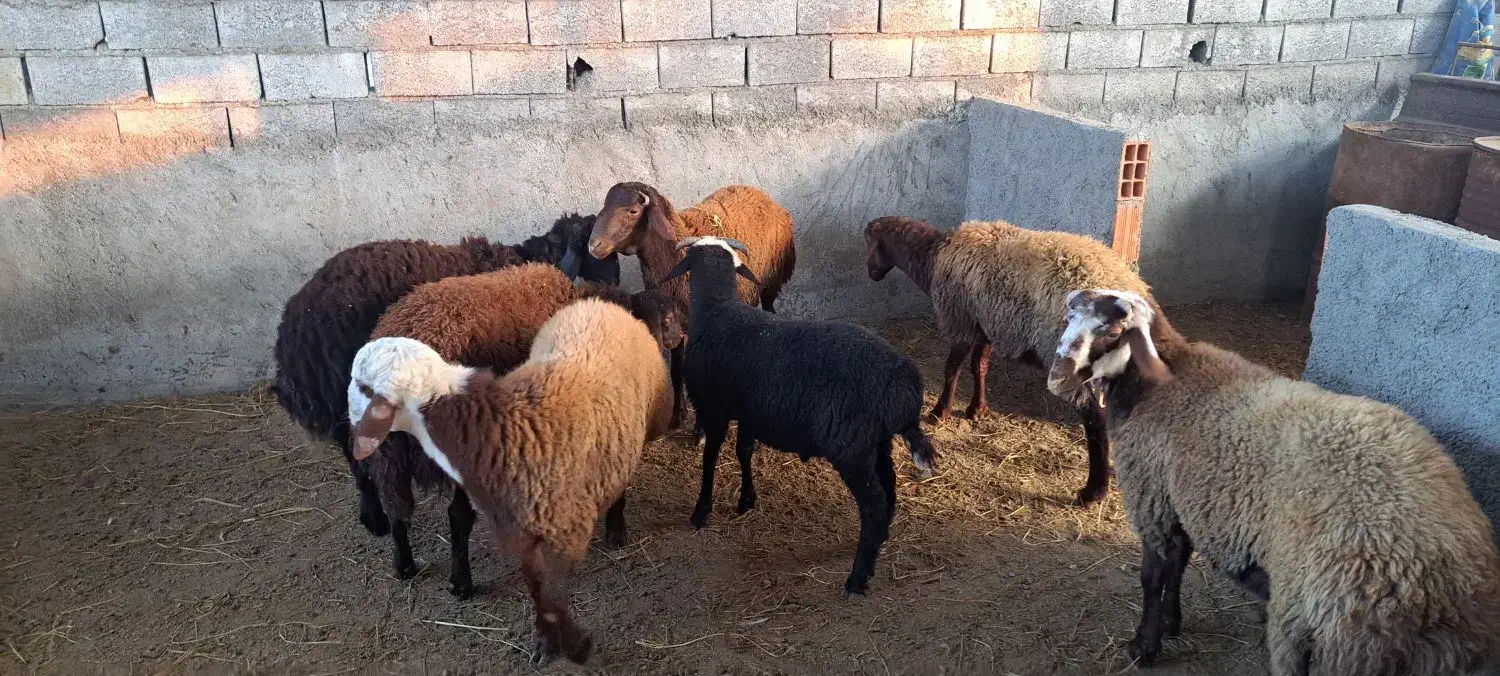 گوسفند نر پروار شده|حیوانات مزرعه|قائم‌شهر, |دیوار