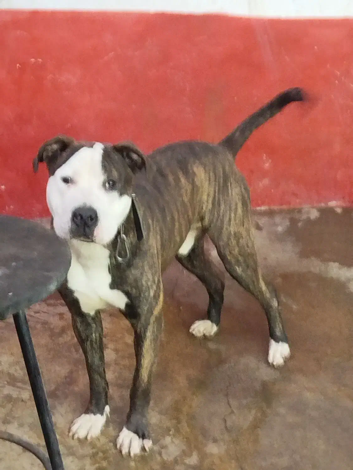 سگ پیتبول نر ۷ماهه|سگ|رشت, رودباری|دیوار