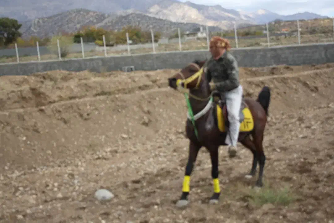 سه تا اسب از نسل دره شوری|اسب و تجهیزات اسبسواری|یاسوج, |دیوار