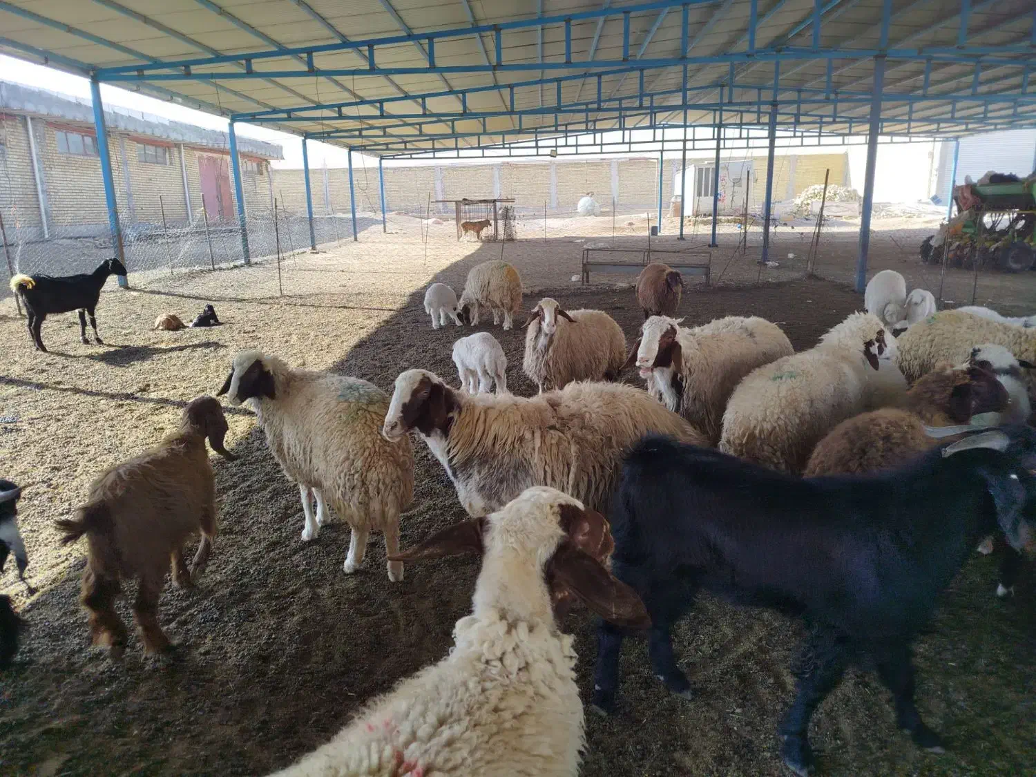 گوسفند|حیوانات مزرعه|کرمانشاه, |دیوار