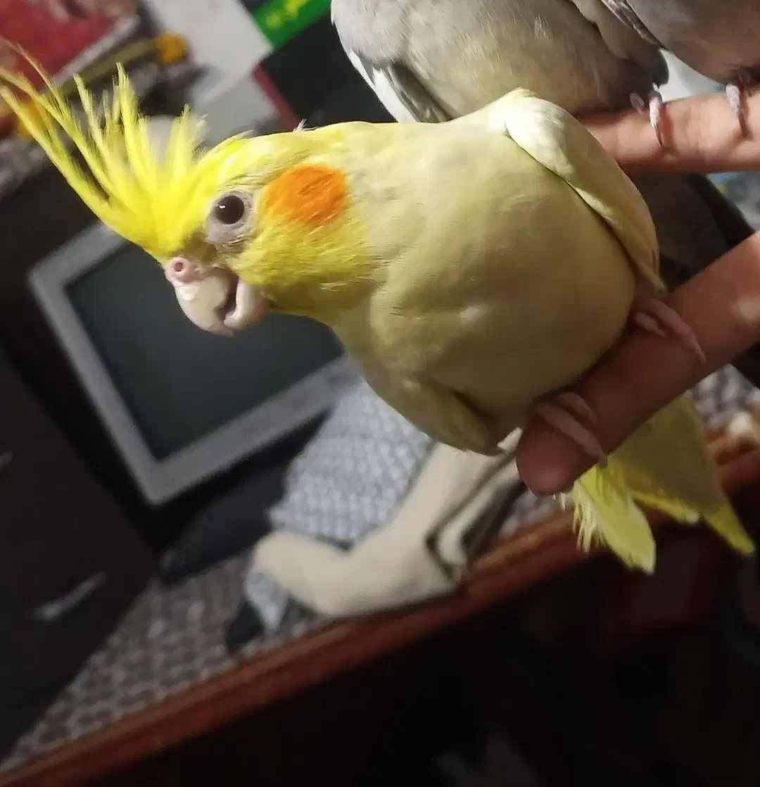 عروس هلندی ایم گم شده|حیوانات|قم, شهرک فاطمیه|دیوار