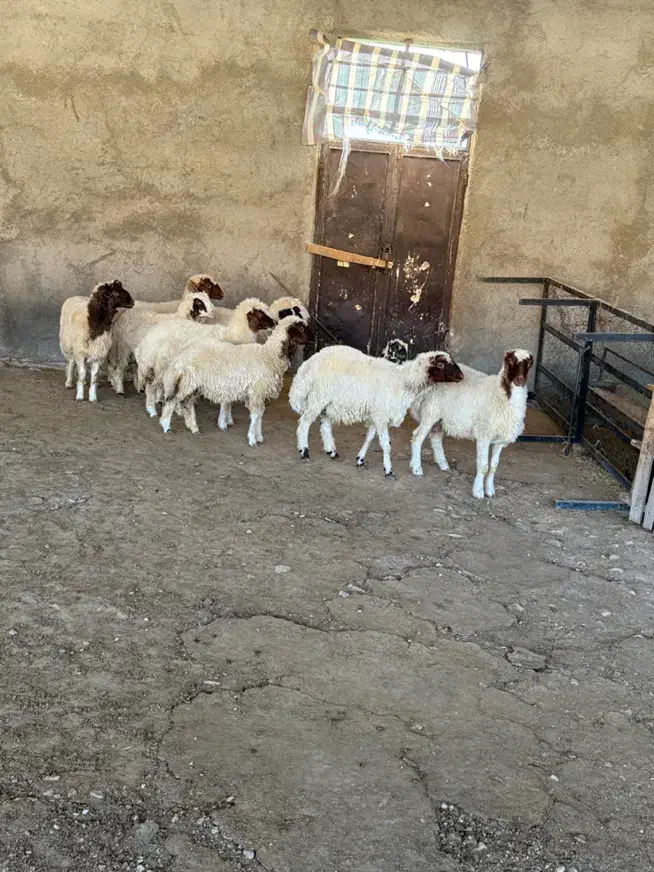 فروشی|حیوانات مزرعه|بدره, |دیوار