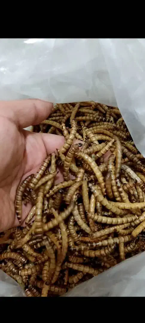 میلورم و سوپرورم و لارو سرباز و مکمل ترکیبی|خزنده|اندیشه, پرنیان|دیوار