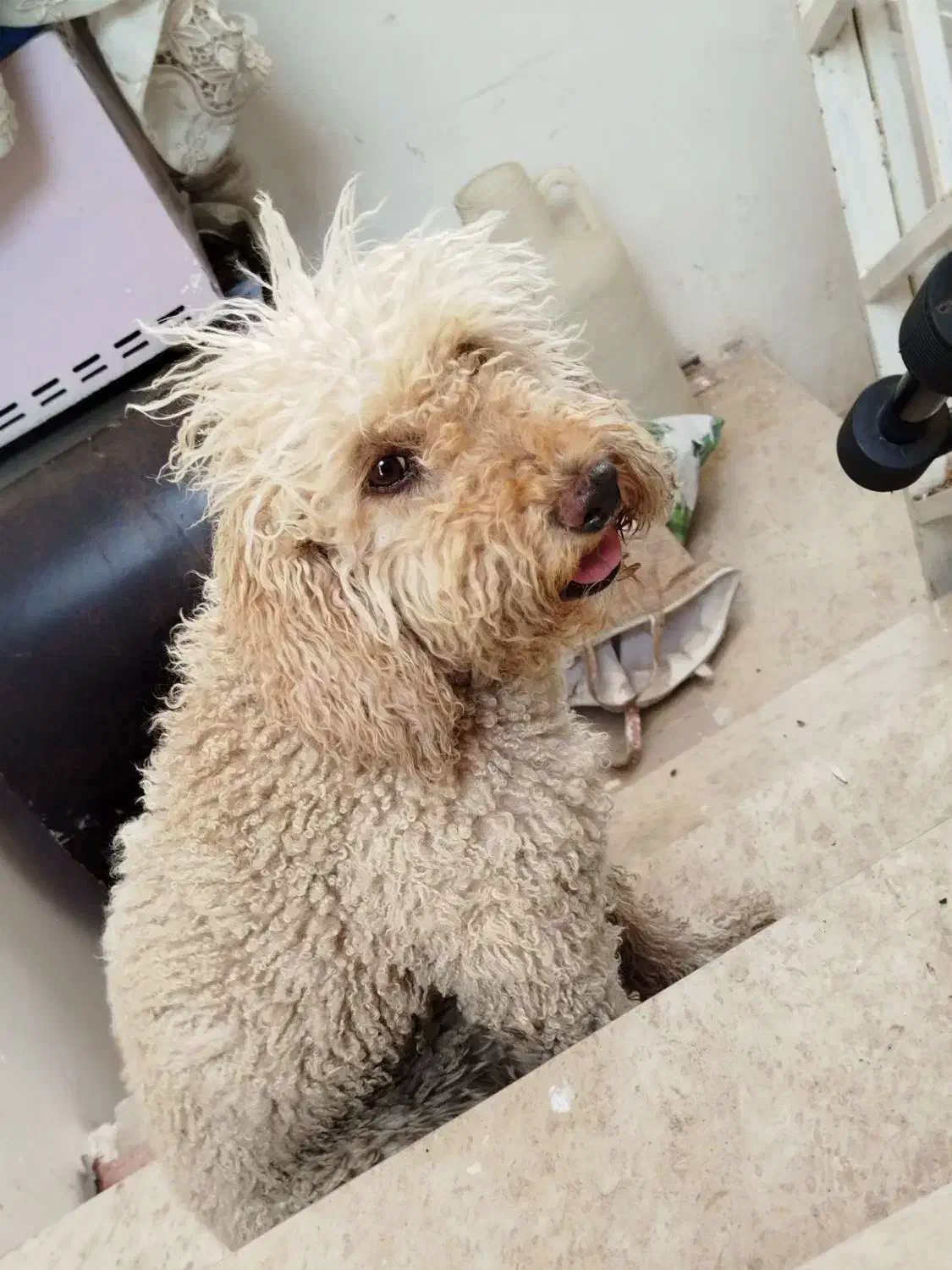 سگ پودل بدو ریز مو بدون اذیت ازار|سگ|سیاهکل, |دیوار