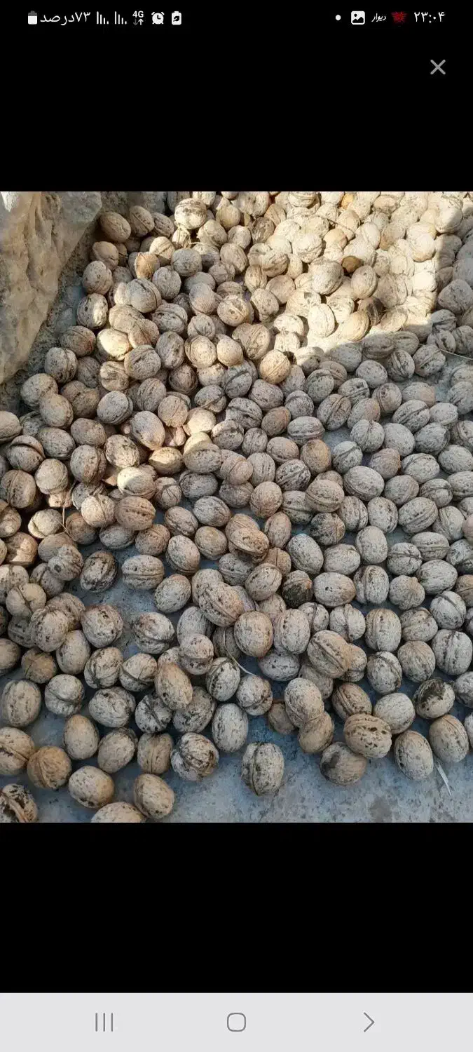 تخمه|خوردنی و آشامیدنی|خارک, |دیوار