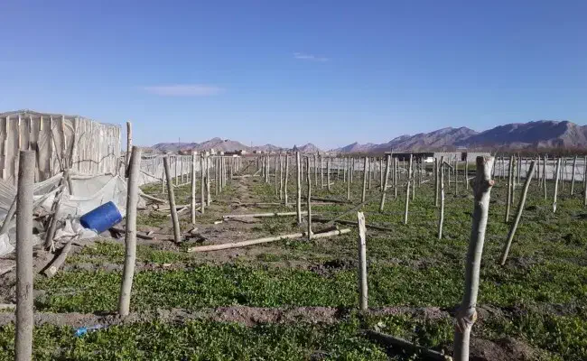 جویای کار گلخانه کشاورزی باغ|خدمات باغبانی و درختکاری|ابریشم, |دیوار