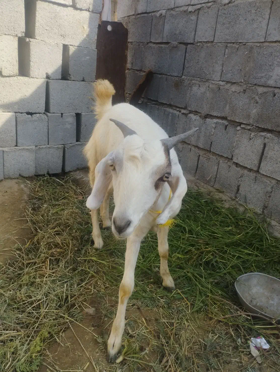 کهره ماده|حیوانات مزرعه|میناب, |دیوار