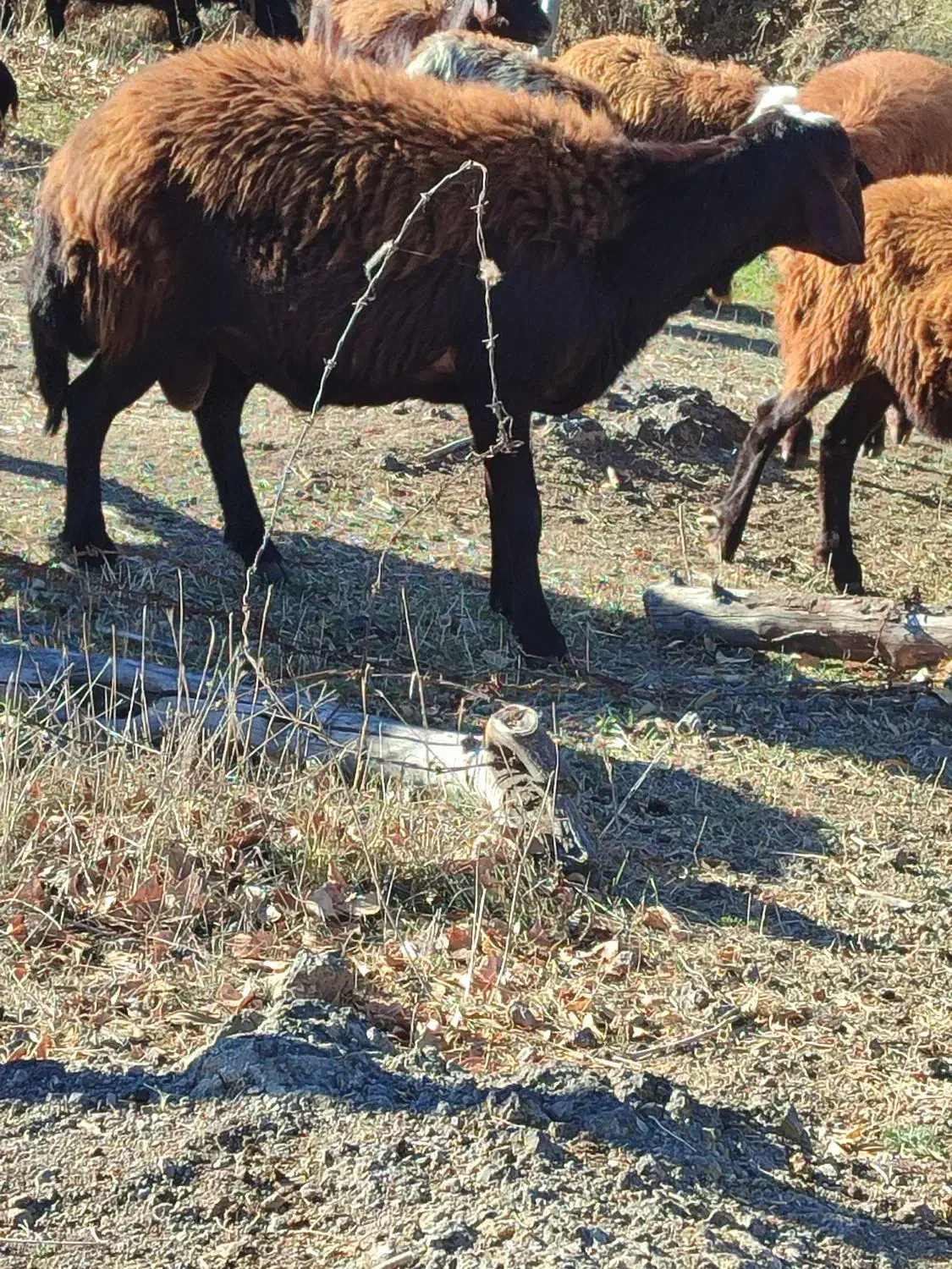 یک راس شیشک قوچ قزل افشار|حیوانات مزرعه|ویلکیج, |دیوار