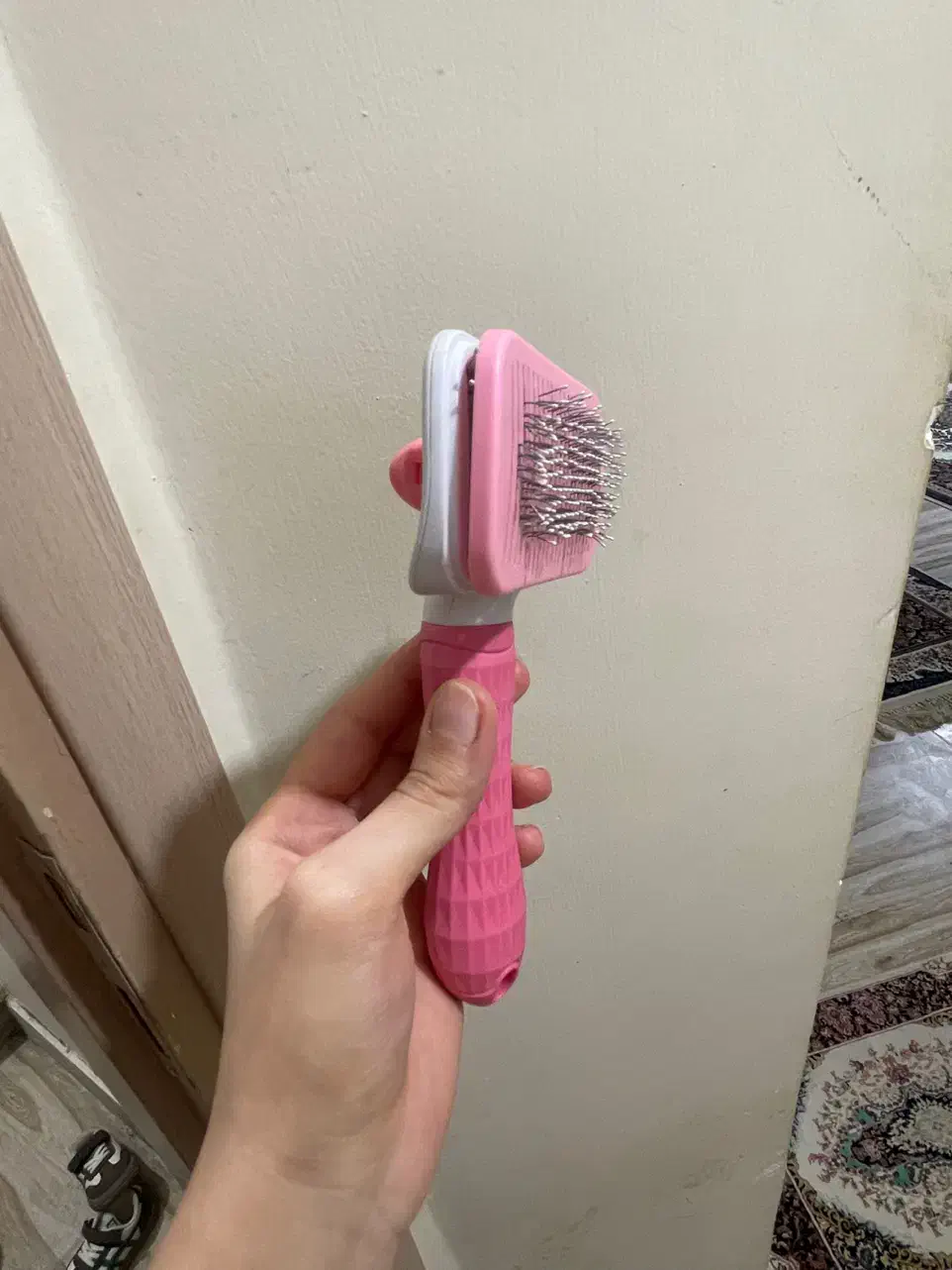 ملزومات گربه|گربه|ارومیه, |دیوار