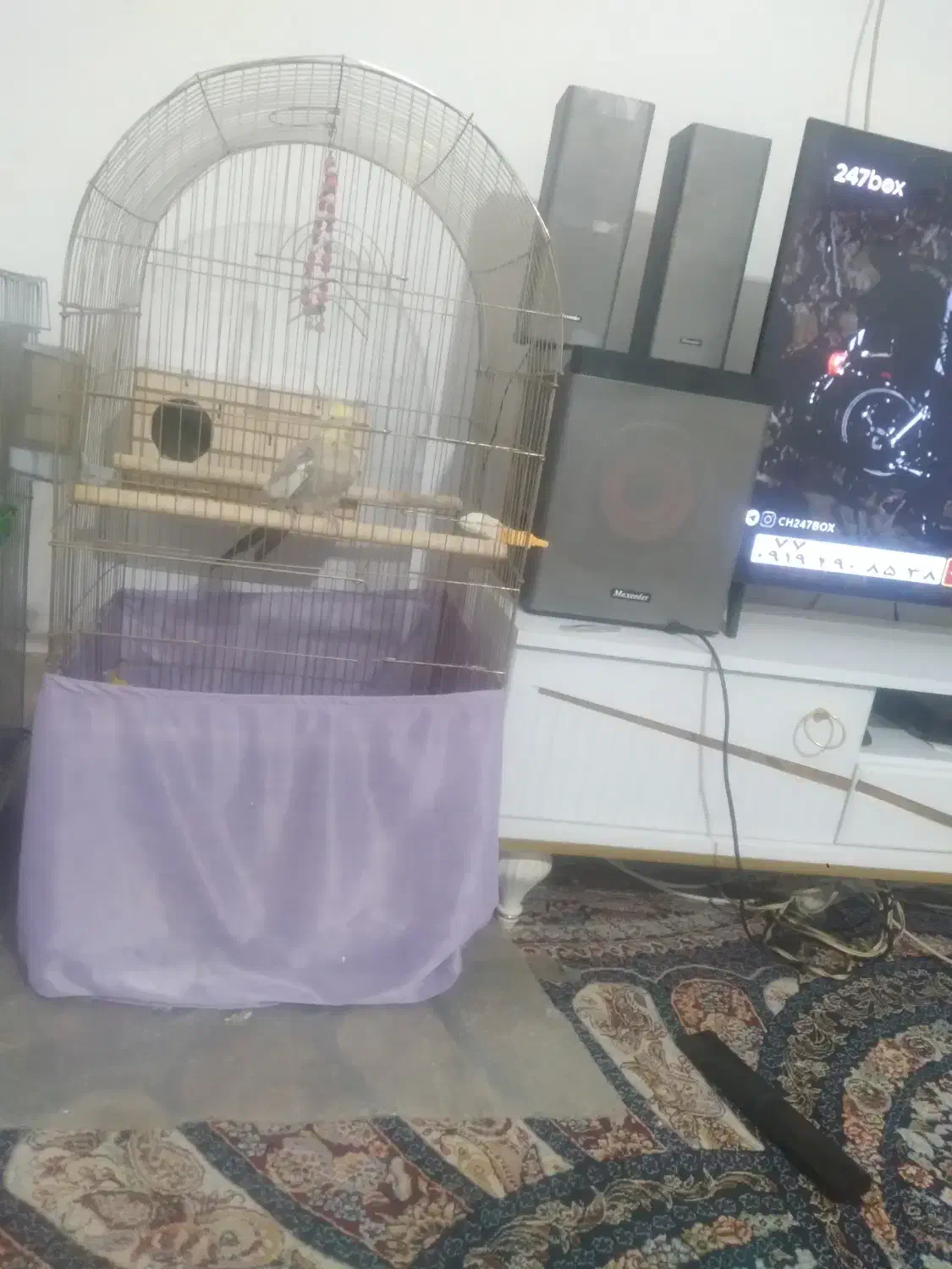 ی جفت عروس هلندی مولد دستی مولد با ۳تا جوجه|پرنده|پاکدشت, پاکدشت (مامازند)|دیوار