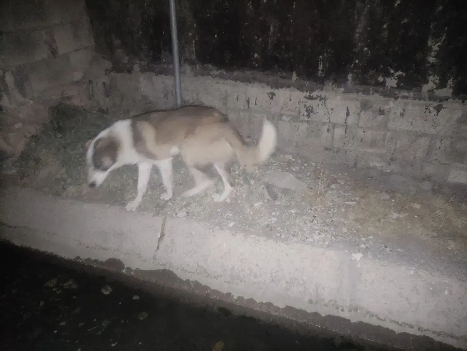 یک عددگمال|سگ|خرمآباد, |دیوار