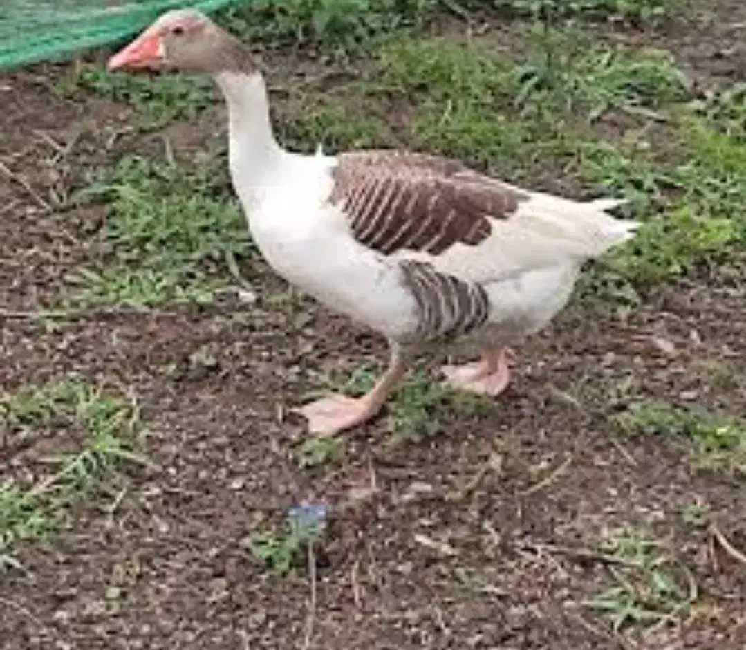 غاز|حیوانات مزرعه|کنگاور, |دیوار