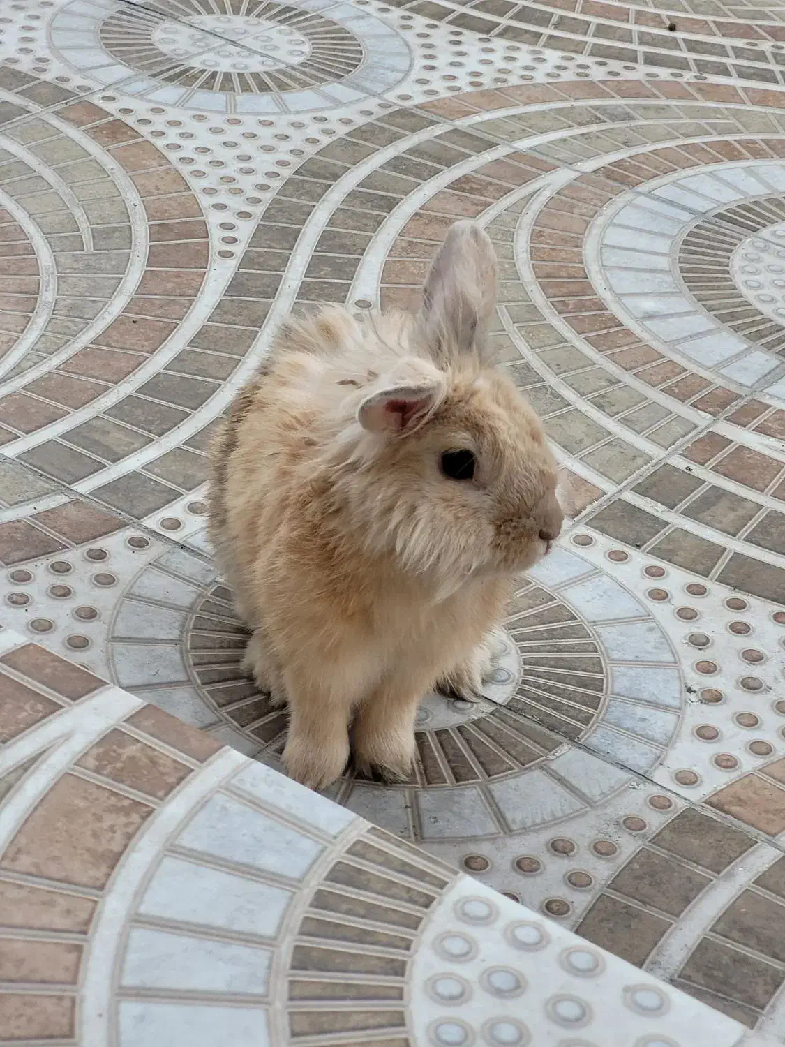 خرگوش گمشده|حیوانات|خرم‌آباد, |دیوار