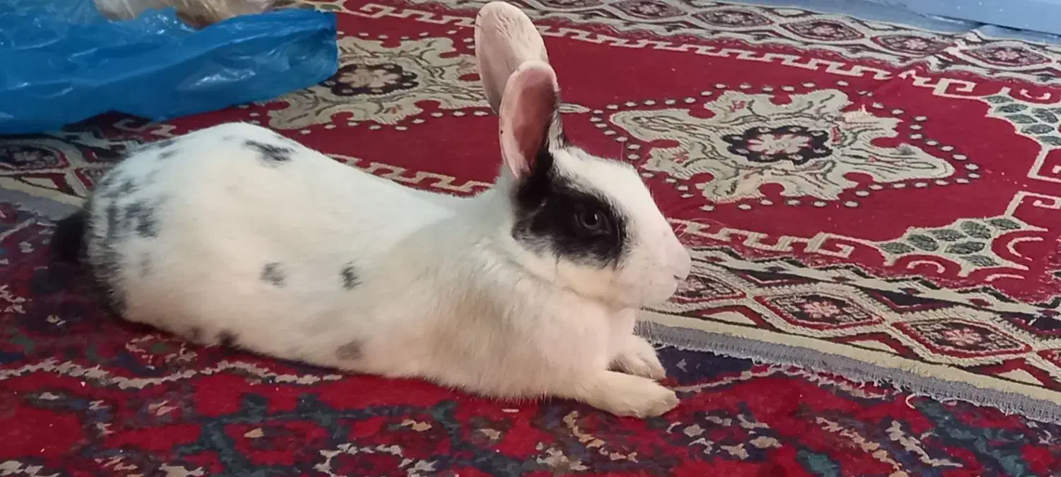 خرگوش|موش و خرگوش|همدان, |دیوار