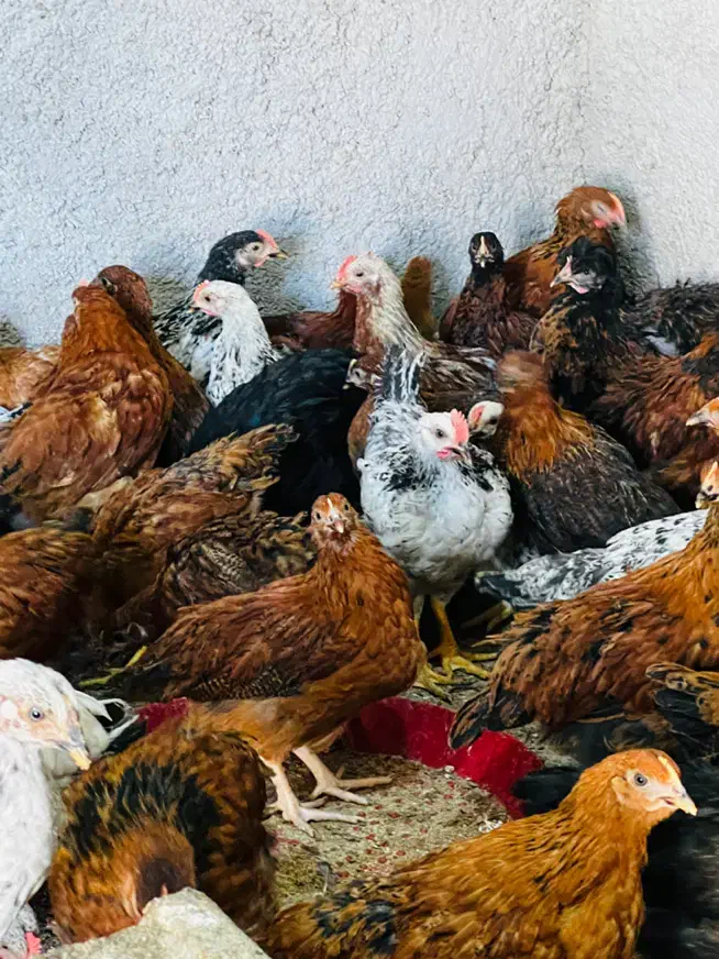 جوجه خروس و مرغ محلی|حیوانات مزرعه|جهرم, |دیوار