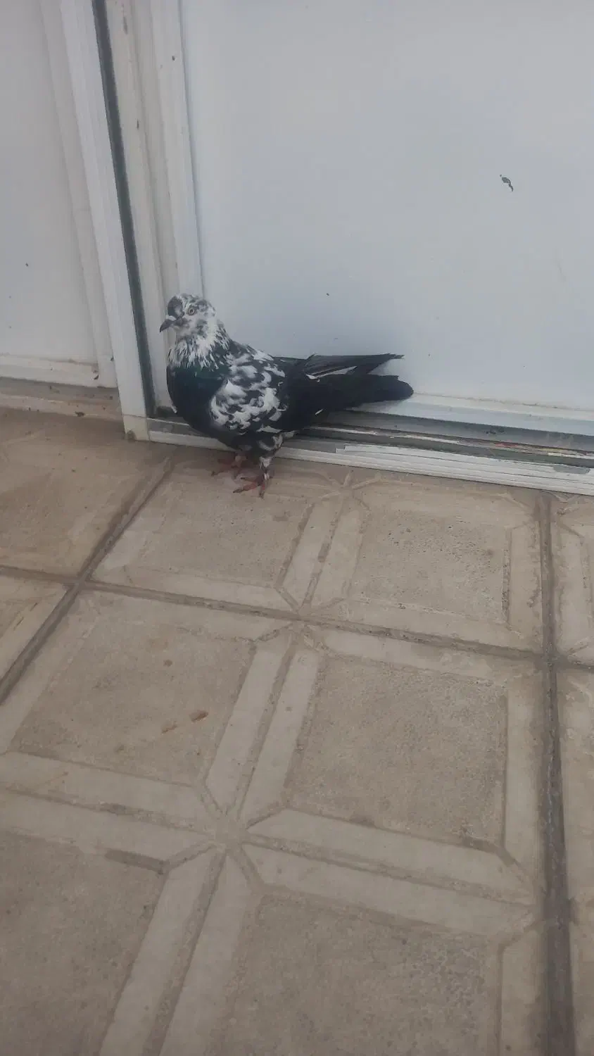 اخ باش ماده صید شده|پرنده|اردبیل, |دیوار