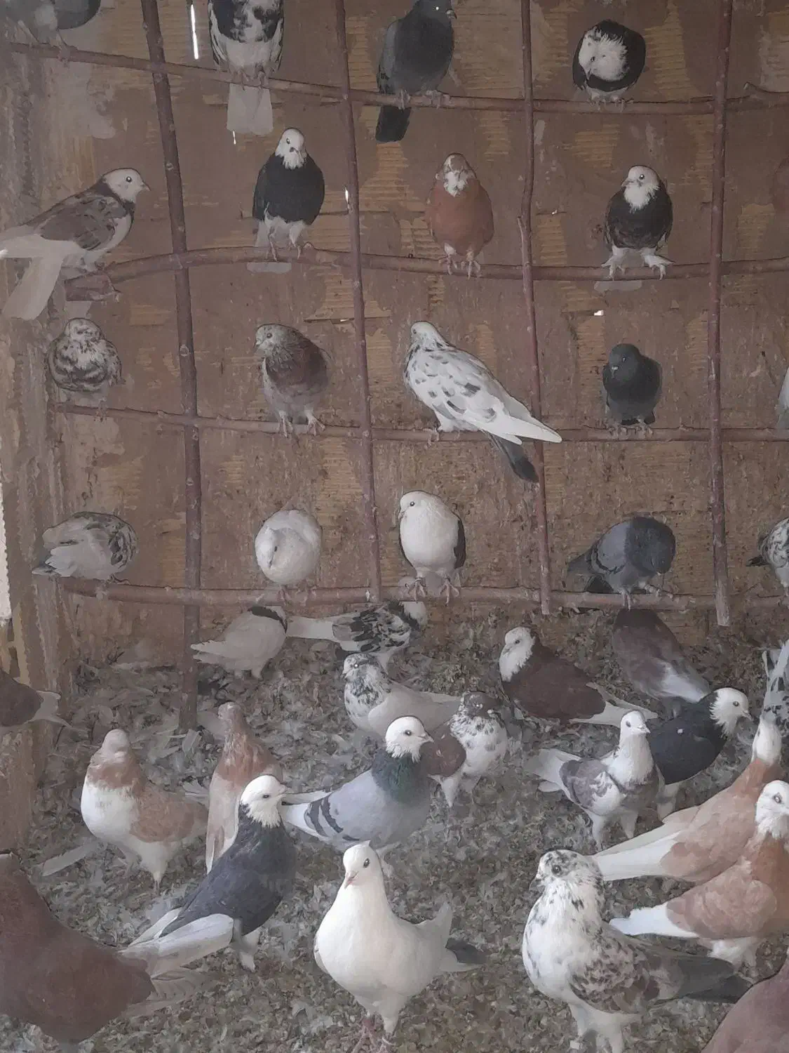 شازده.ابلغ زرد.سبز.سرور.|پرنده|زیباشهر, |دیوار