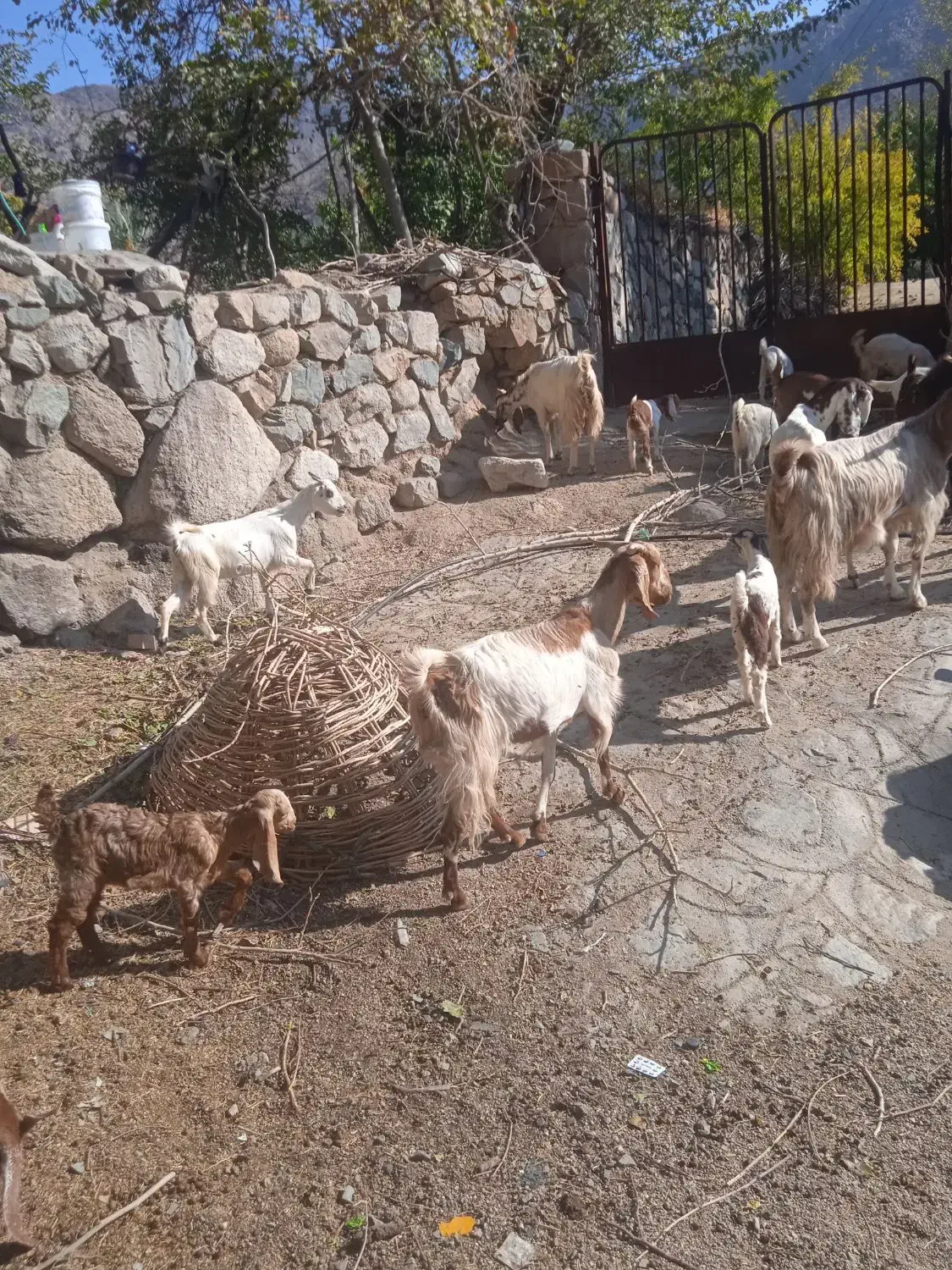 بزپاکستانی جوان|حیوانات مزرعه|جبالبارز, |دیوار