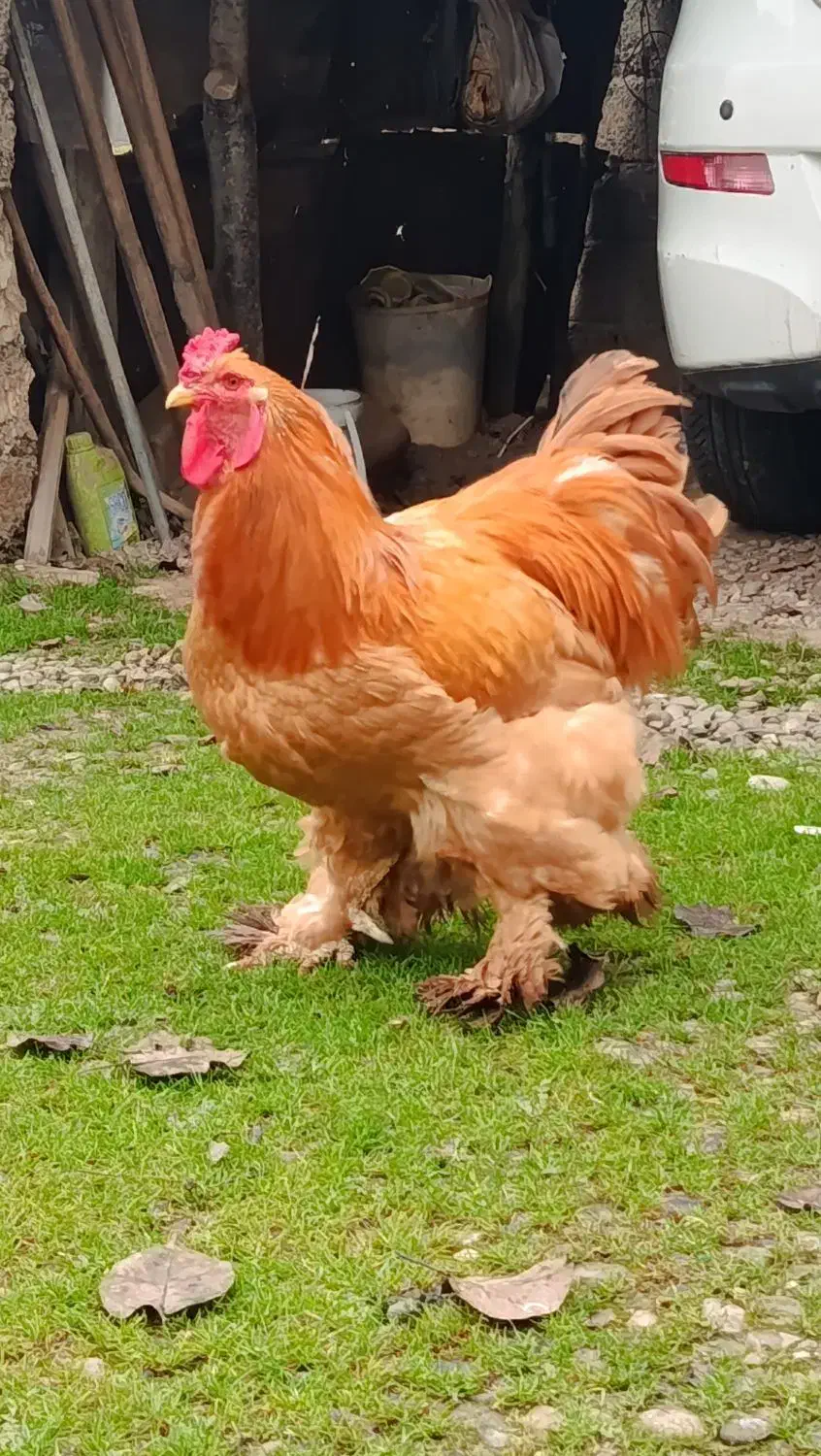 خروس امپراطور|حیوانات مزرعه|پیربازار, |دیوار