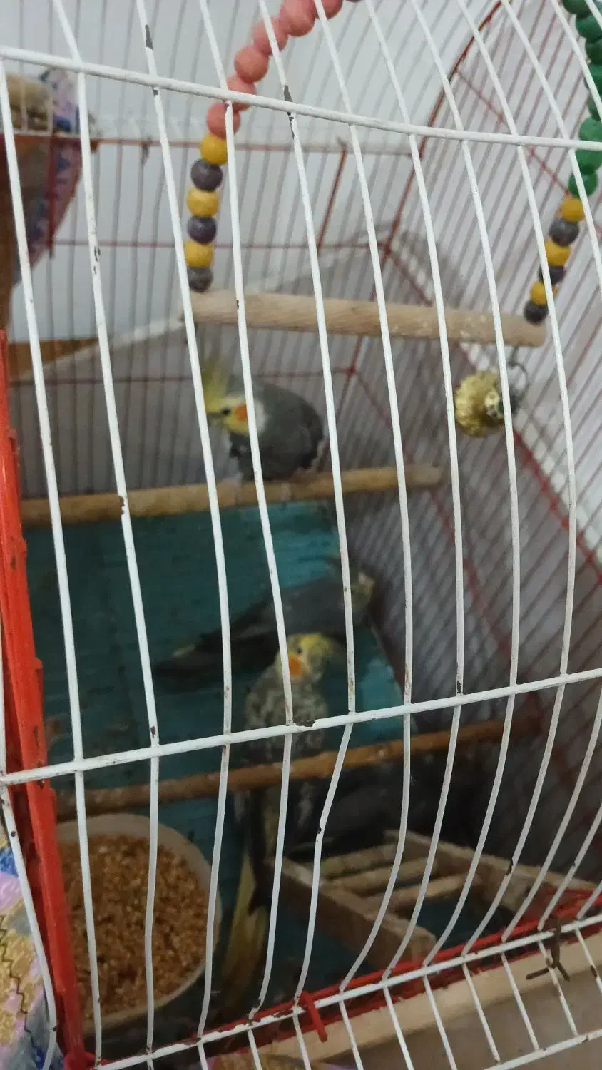 عروس نروماده و۲عددجوجه۱ماهه|پرنده|صومعهسرا, |دیوار