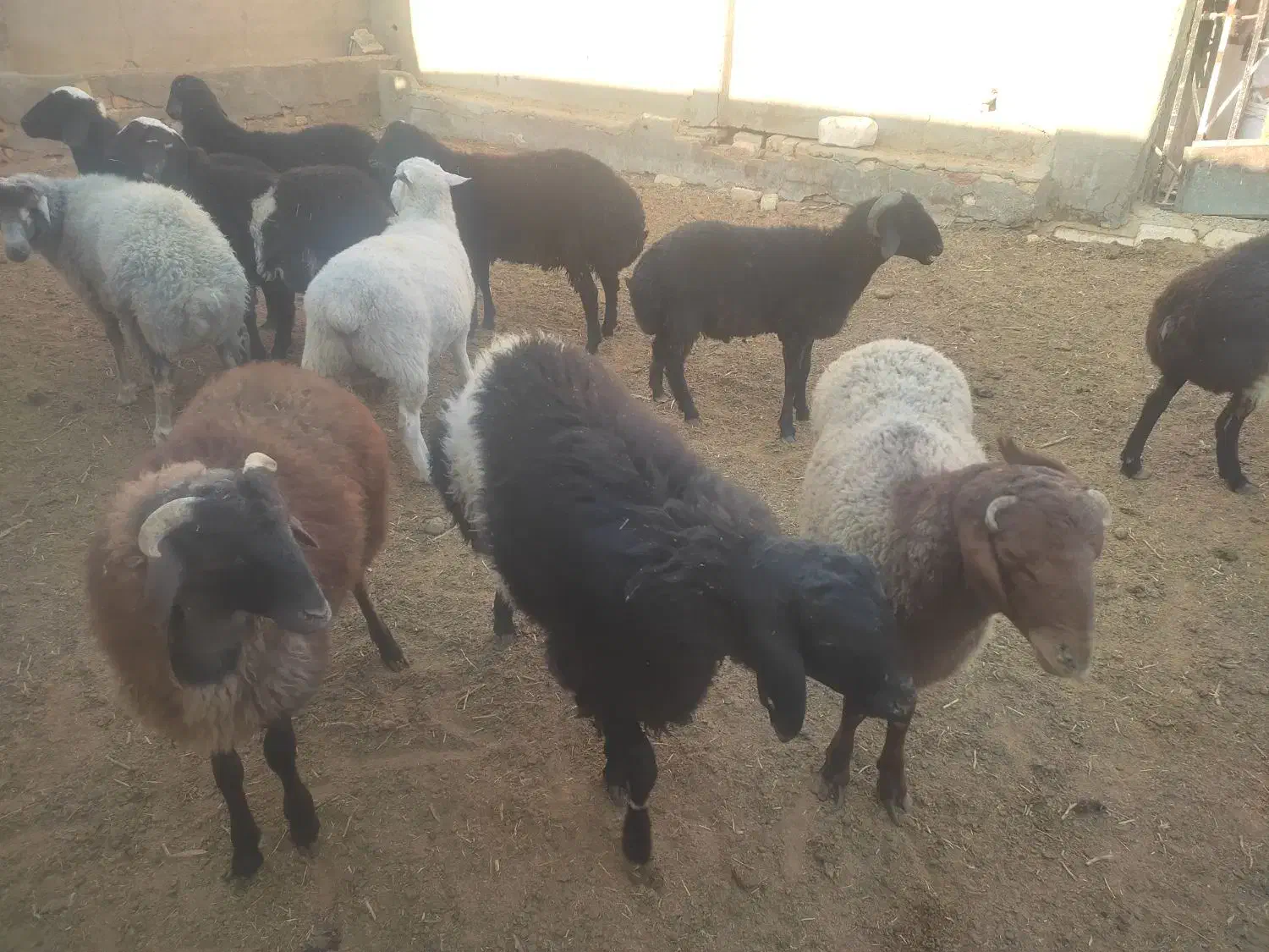 بره نر|حیوانات مزرعه|قم, پردیسان|دیوار