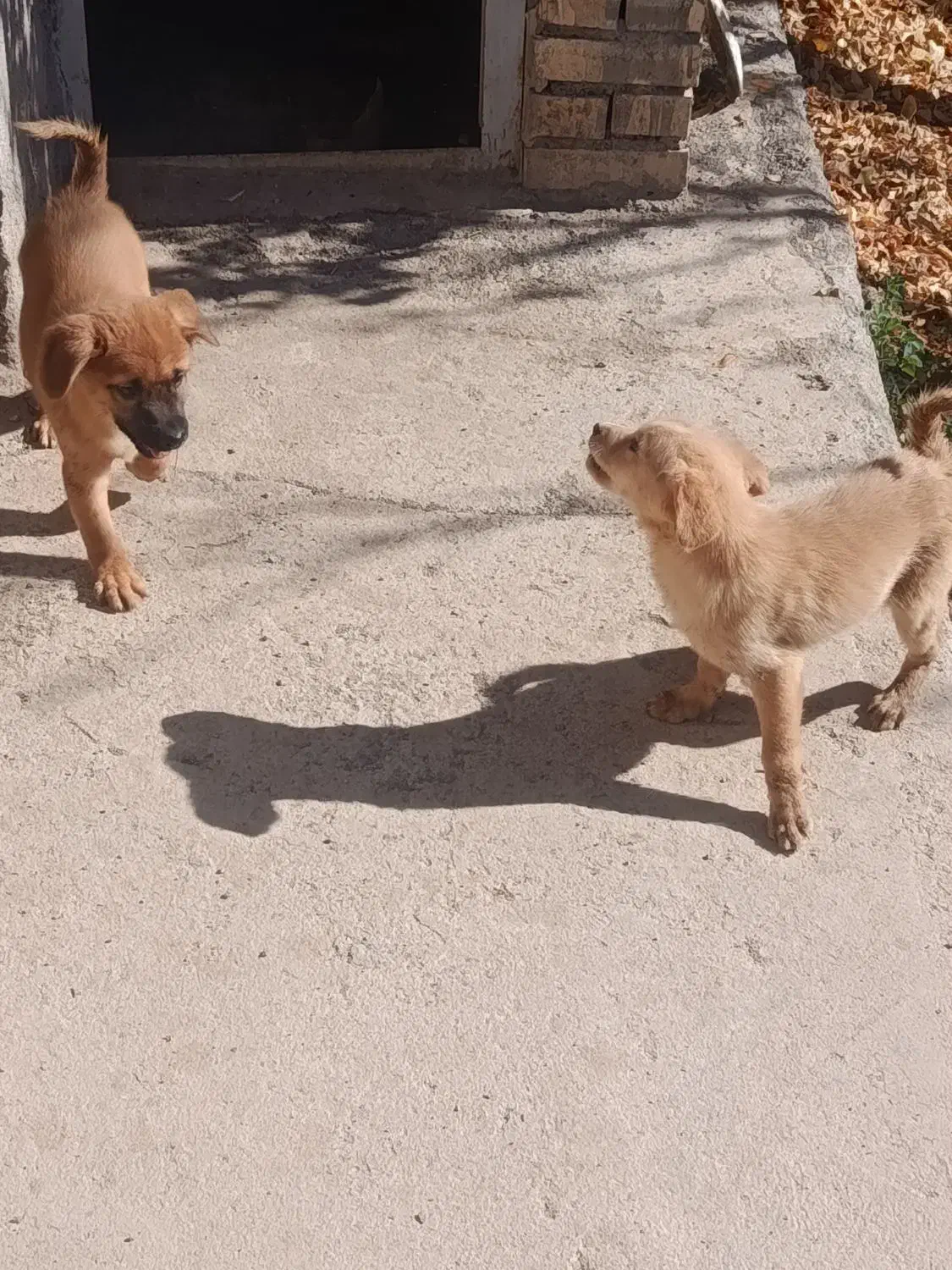 سگ فانتزی|سگ|نیاسر, |دیوار