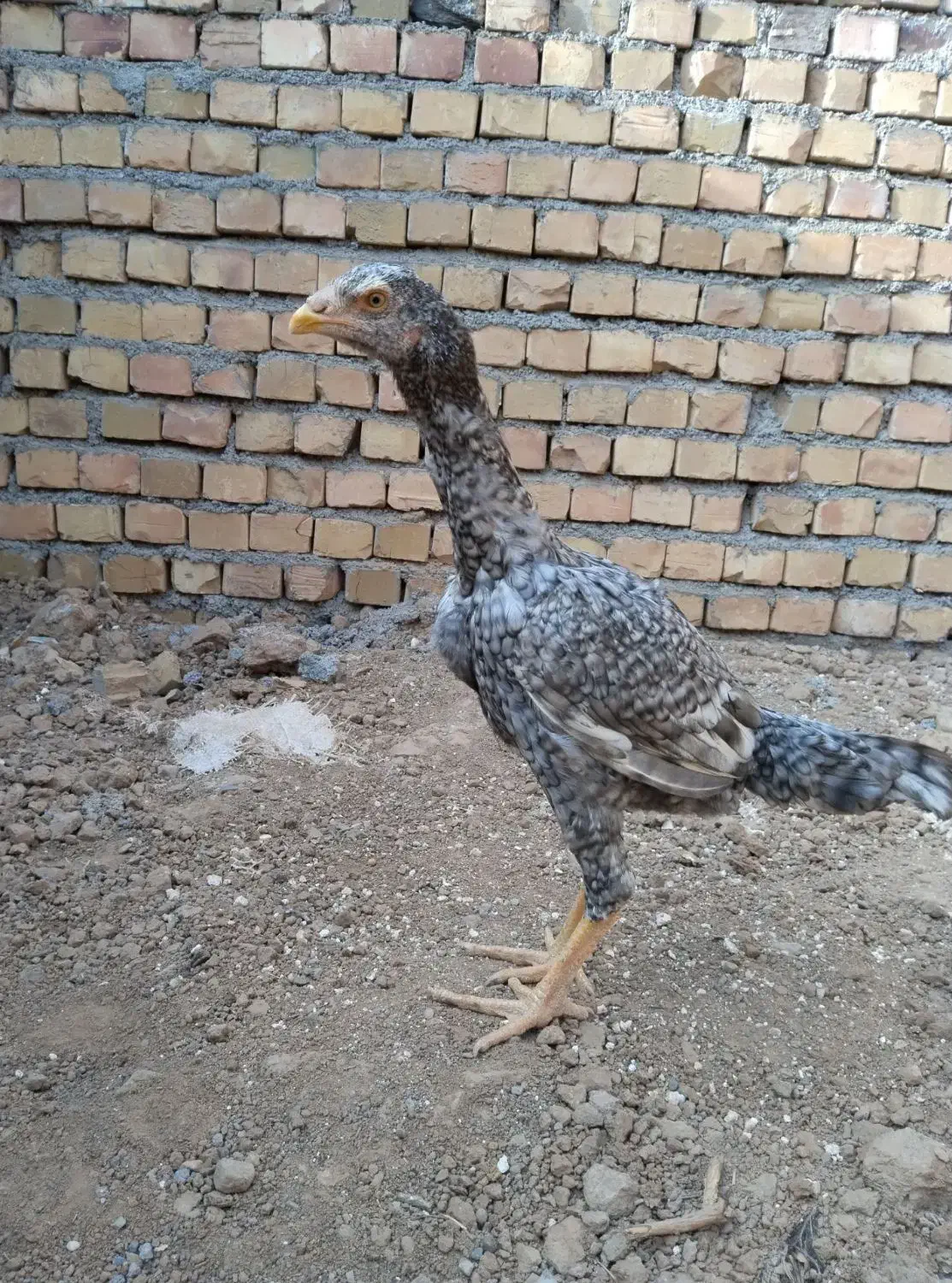 جوجه خروس لاری|حیوانات مزرعه|پائین جام, |دیوار