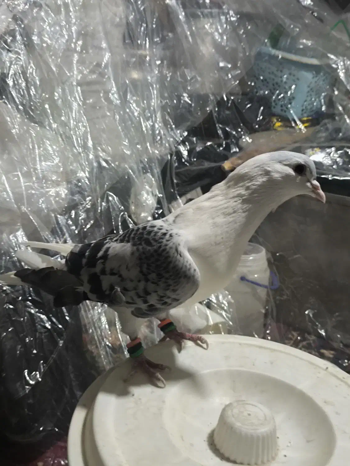 کبوتر|پرنده|مشهد, تلگرد|دیوار