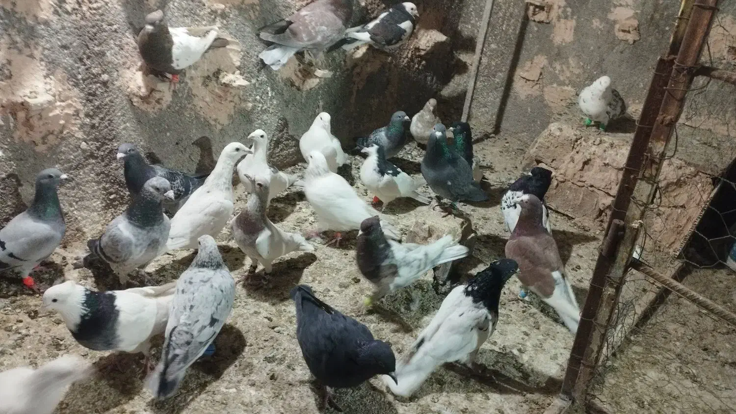 کفتر پرشی به شرط|پرنده|عطاملک, |دیوار