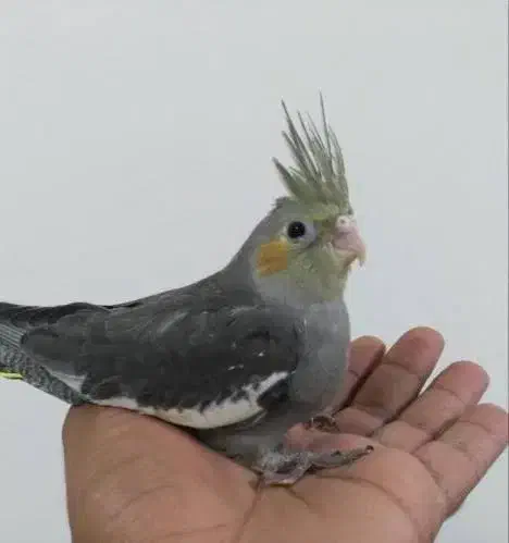 جوجه عروس طوسی|پرنده|میبد, |دیوار