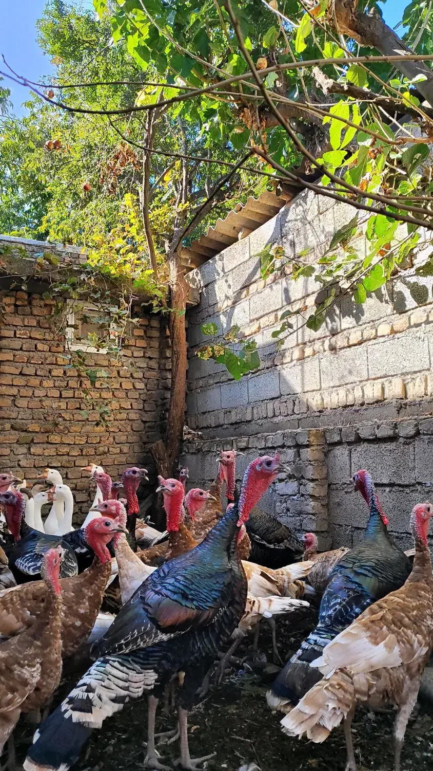 بوقلمون بوربون و قوغاز|حیوانات مزرعه|مینودشت, |دیوار