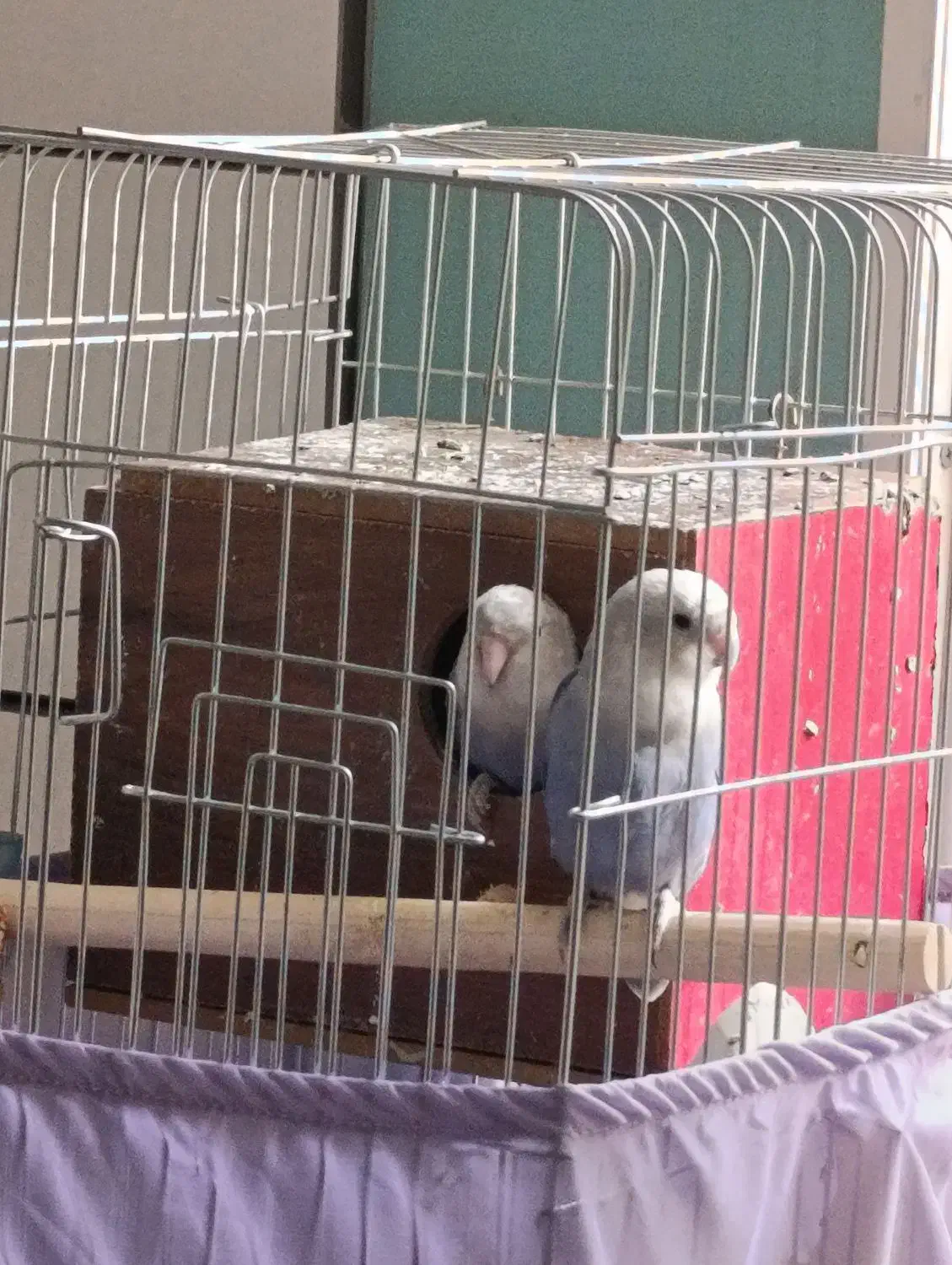 طوطی برزیلی بنفش|پرنده|تهران, دستغیب|دیوار