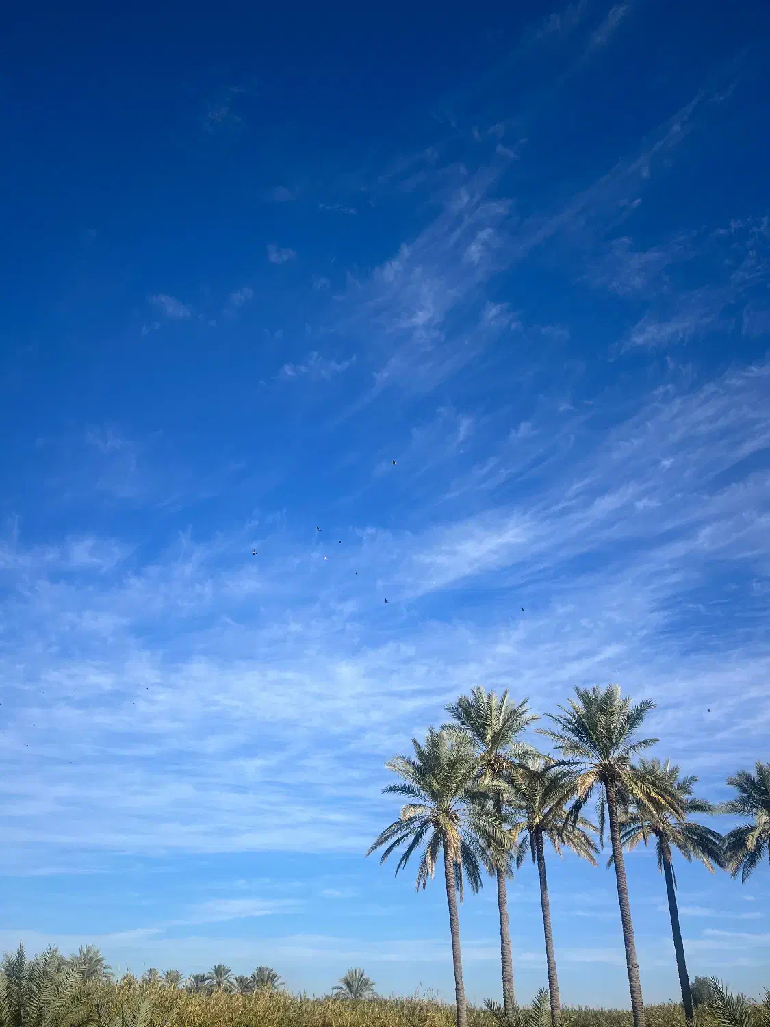 باغ آبی|فروش دفتر صنعتی، کشاورزی، تجاری|قصرشیرین, |دیوار