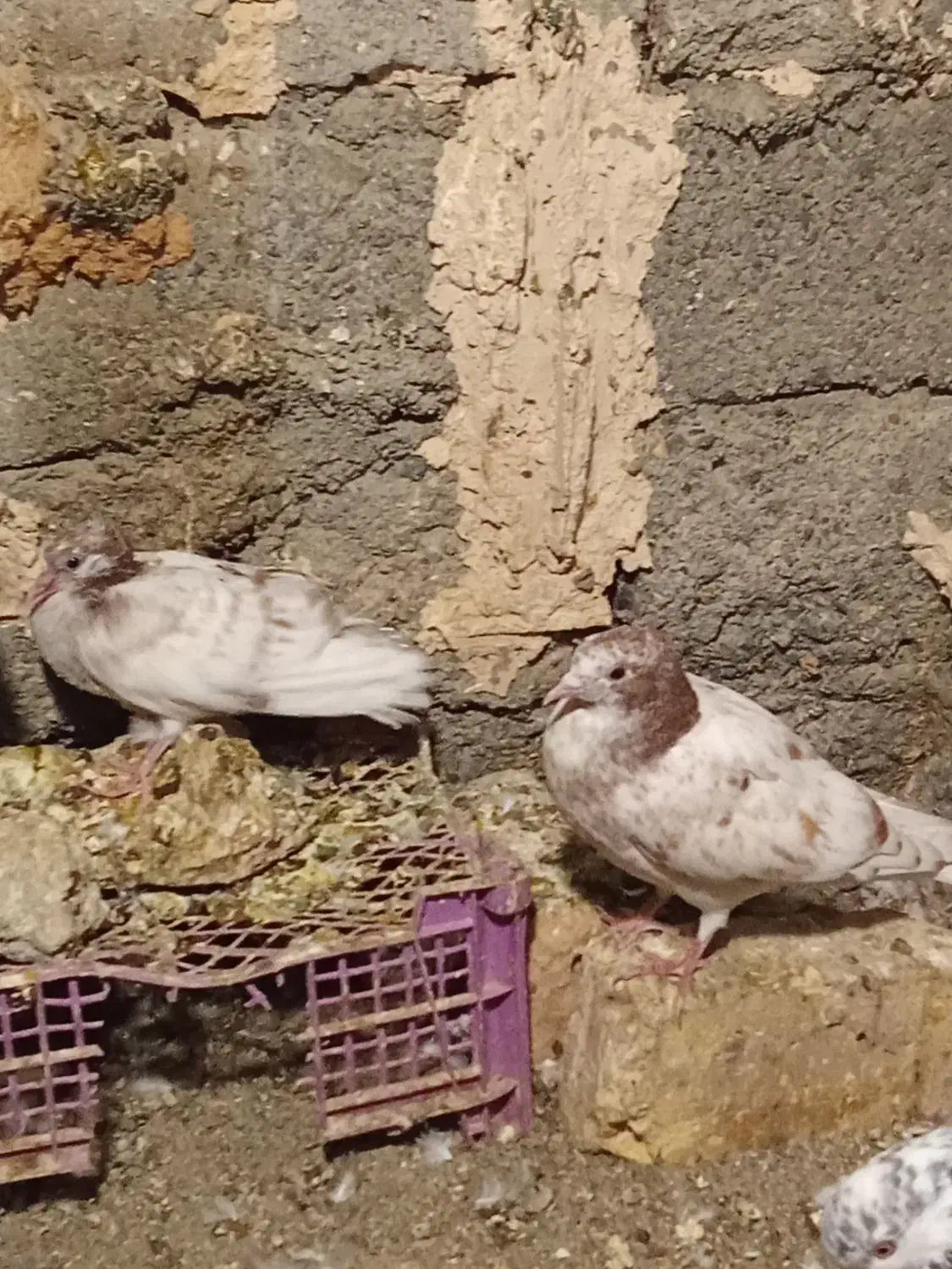 کفتر|پرنده|کهنوج, |دیوار