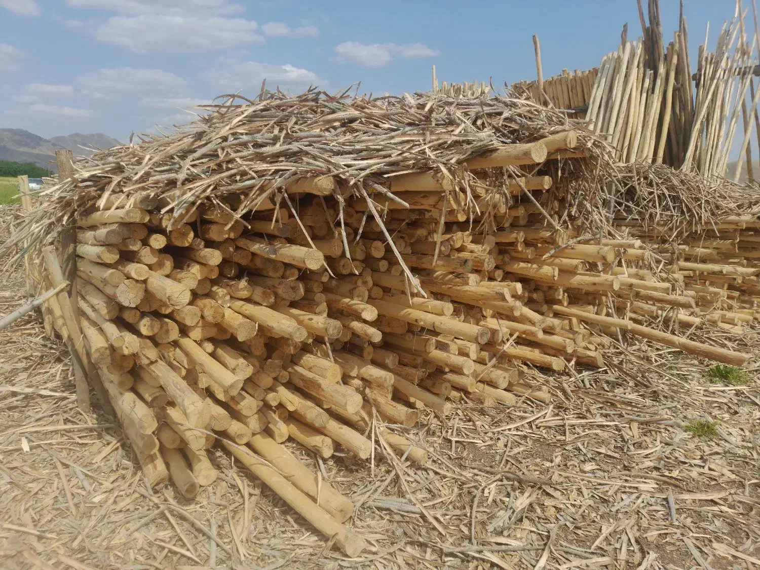 باغبانی درختکاری|خدمات باغبانی و درختکاری|کامیاران, |دیوار