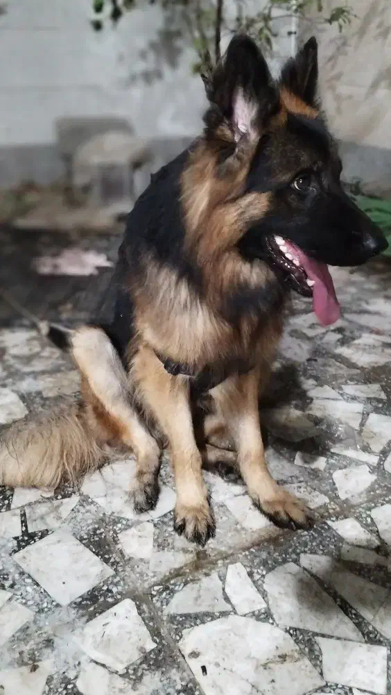 ژرمن شپرد|سگ|بندر دیر, |دیوار