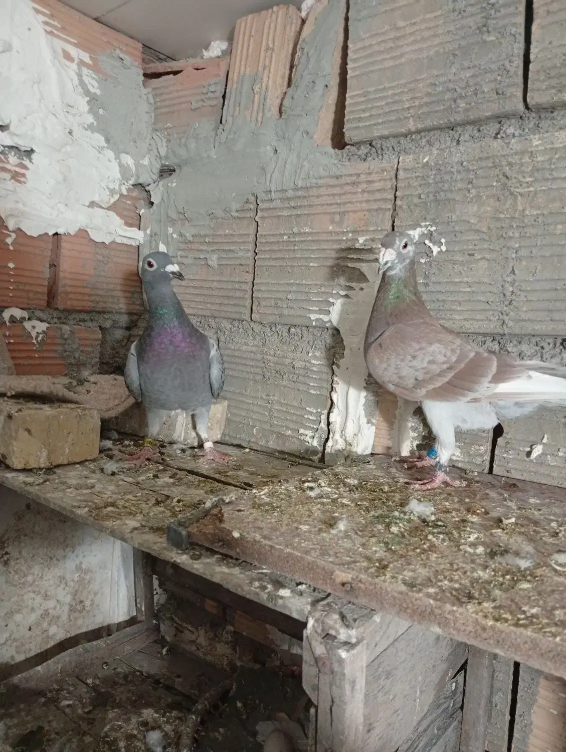 کبوتر|پرنده|علی‌آباد کتول, |دیوار