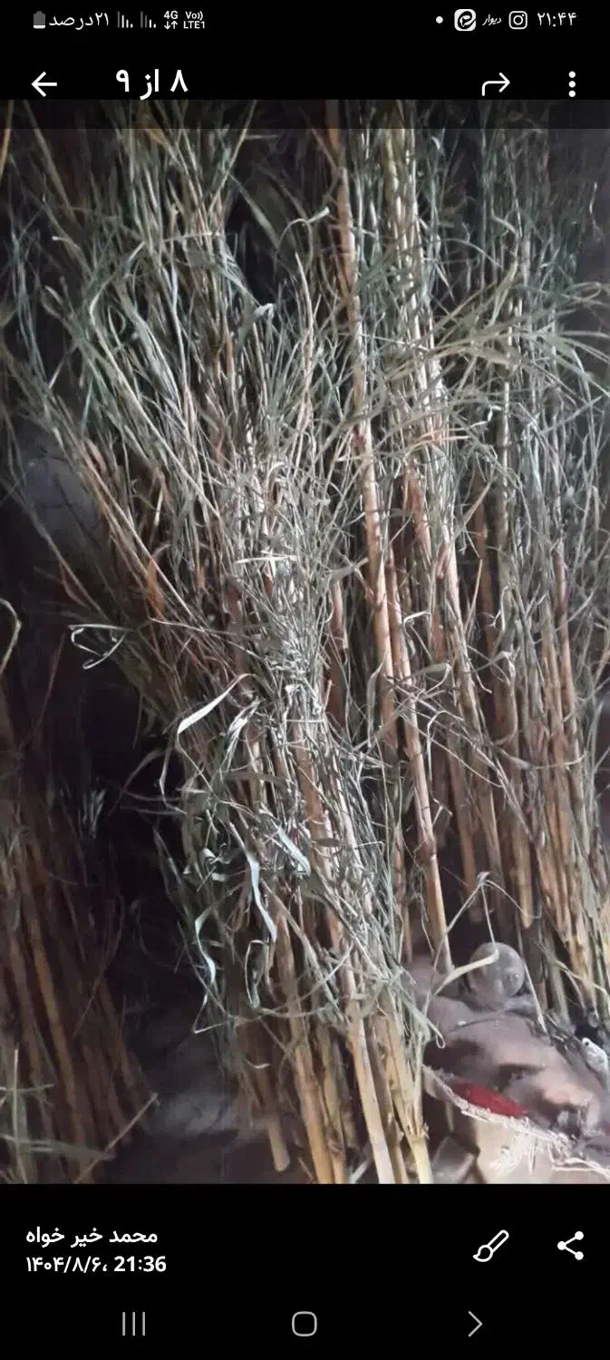 فروش نی هفت بند قطر خوب|سازهای سنتی|کاشان, راه آهن کاشان|دیوار