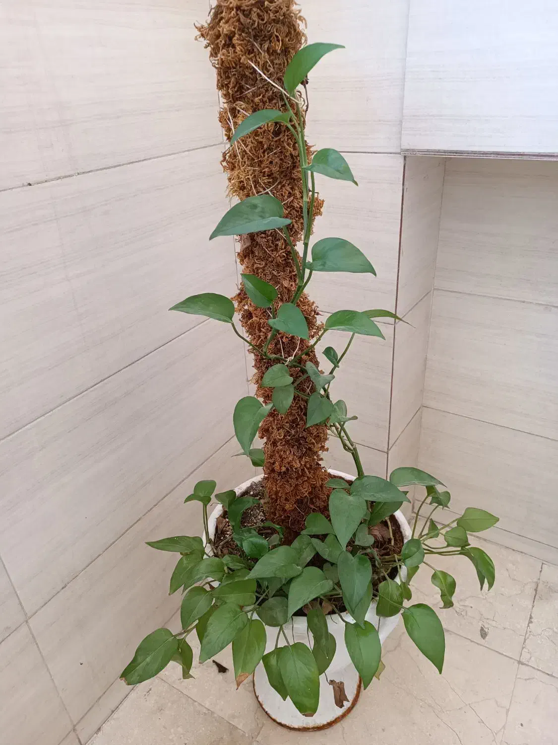 4عدد گل و گلدان طبیعی|گل و گیاه طبیعی|تهران, کیانشهر|دیوار